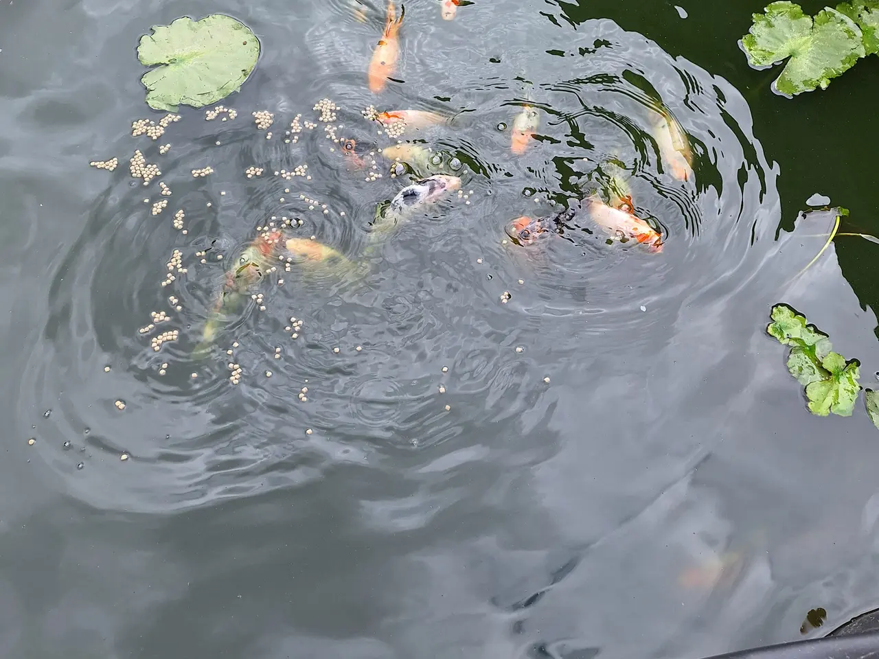Billede 1 - KOI karper sælges