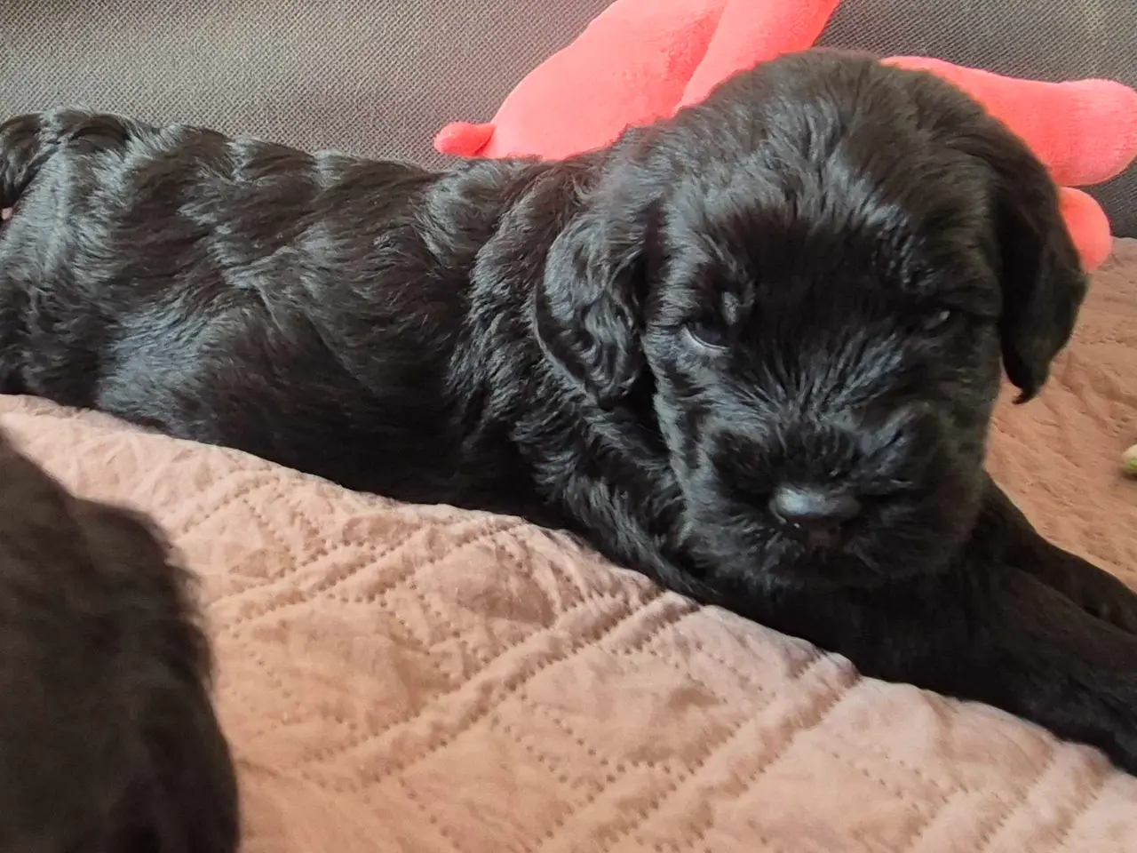 Billede 10 - Cavapoo f1b 