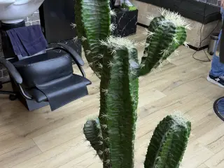 Plastik Kaktus