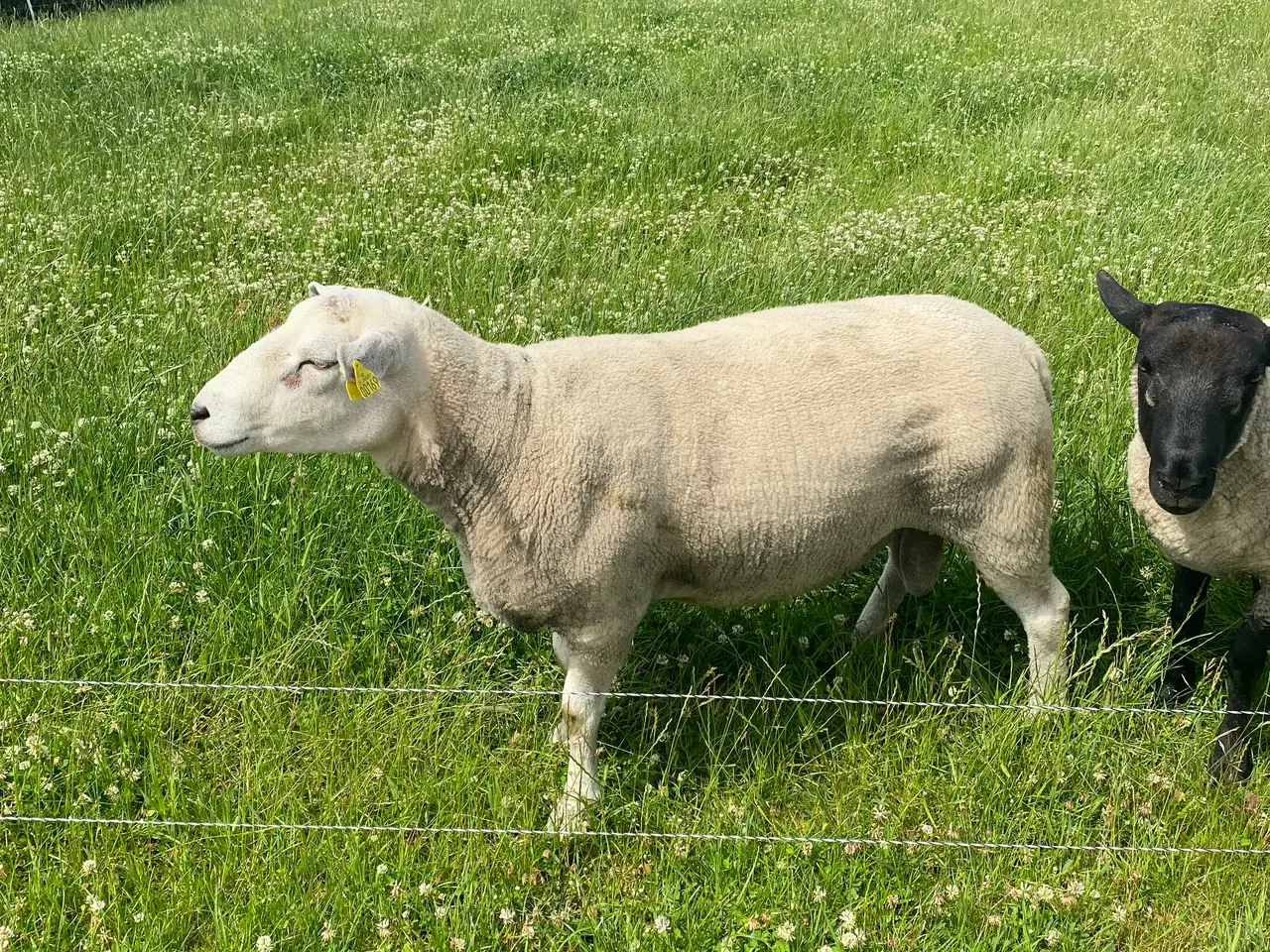 Billede 4 - vædder