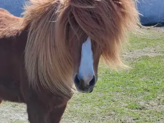 Erfaren islænder vallak