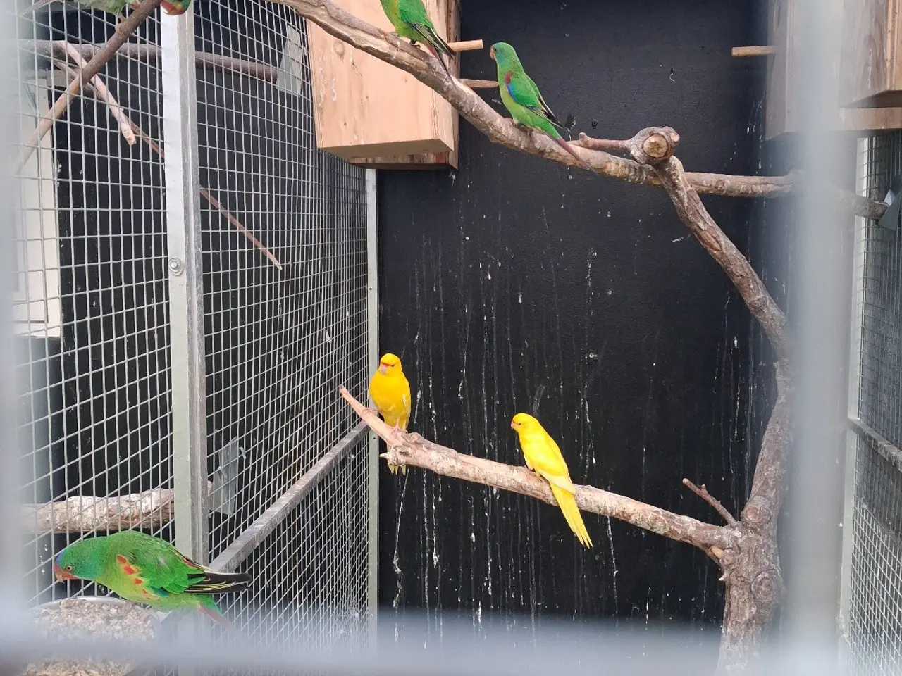 Billede 1 - Gule spring parkitter