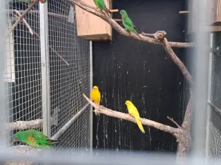 Gule spring parkitter