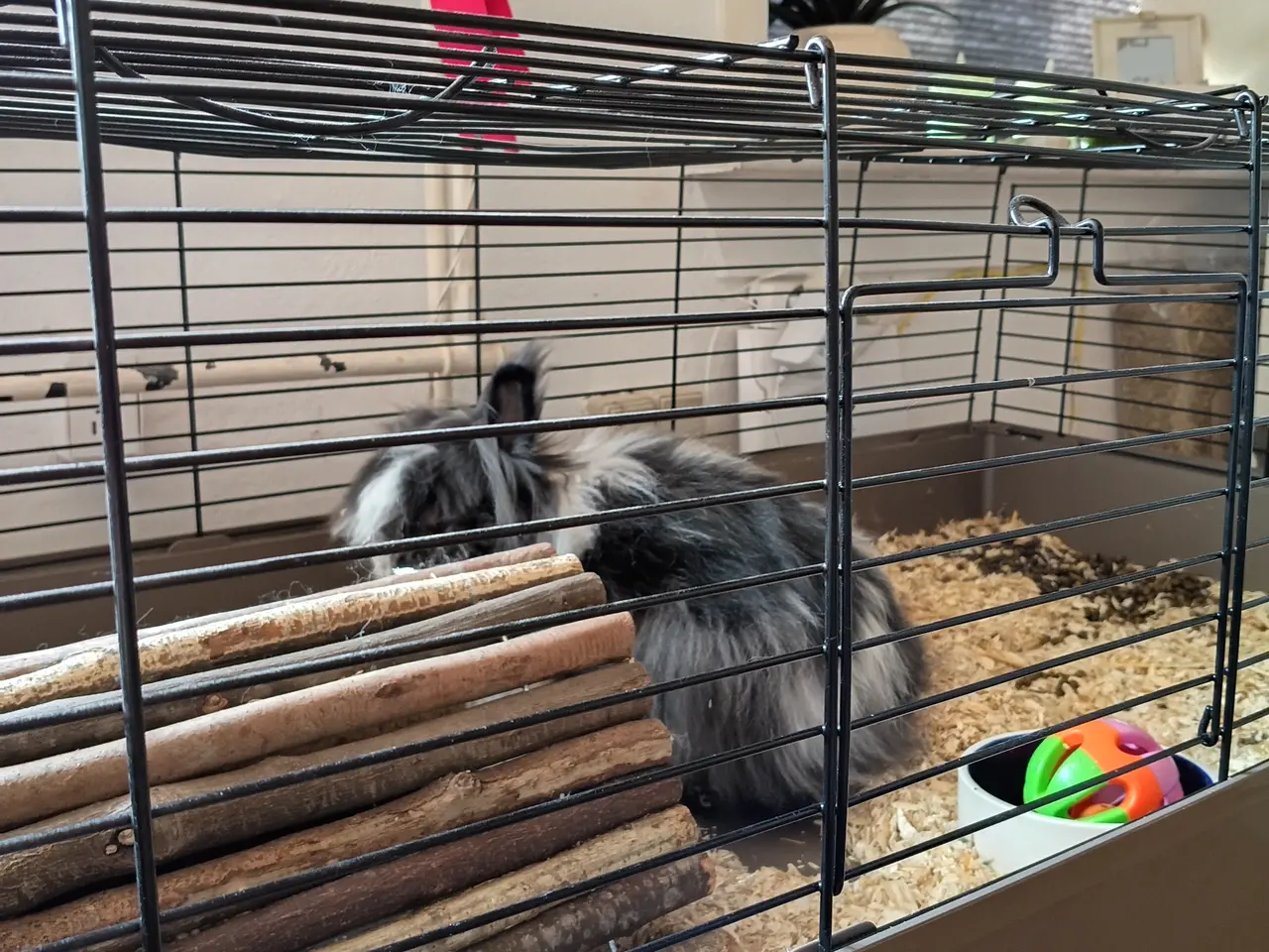 Billede 1 - Oreo søger ny familie