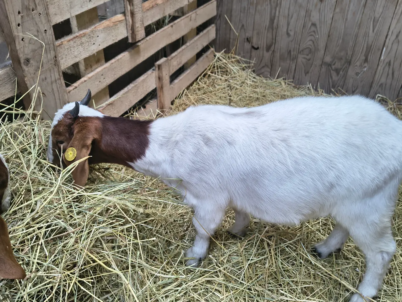Billede 2 - Boer geder
