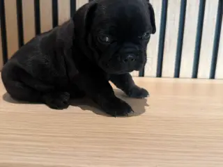 🐶 5 skønne franske bulldog hvalpe – Blue & sorte