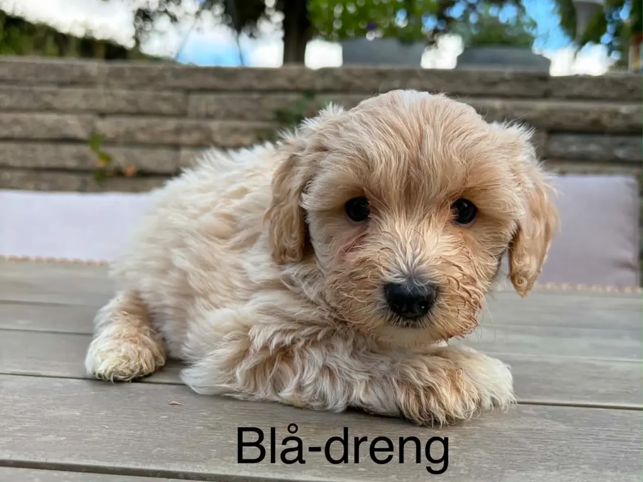 Billede 4 - Maltipoo salgsklar 8 uger fredag