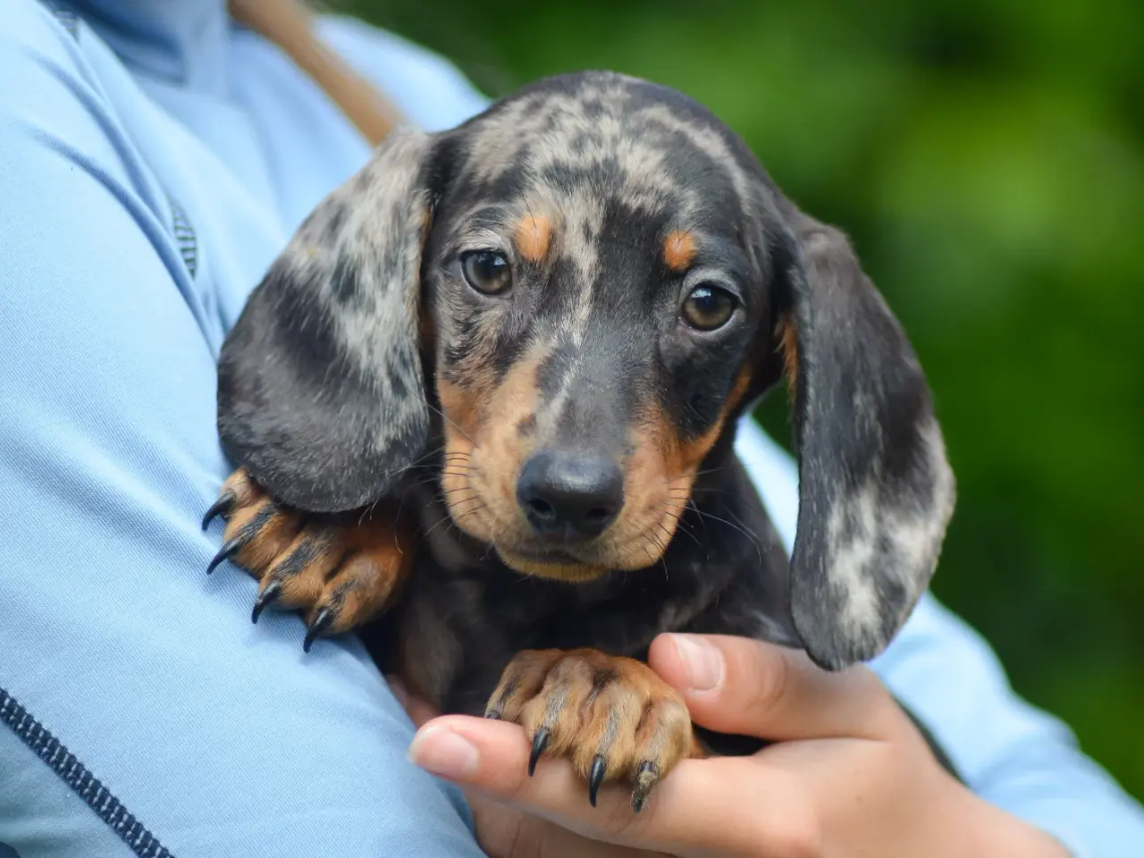 Billede 3 - American Miniature Dachshund-hvalpe 10 uger