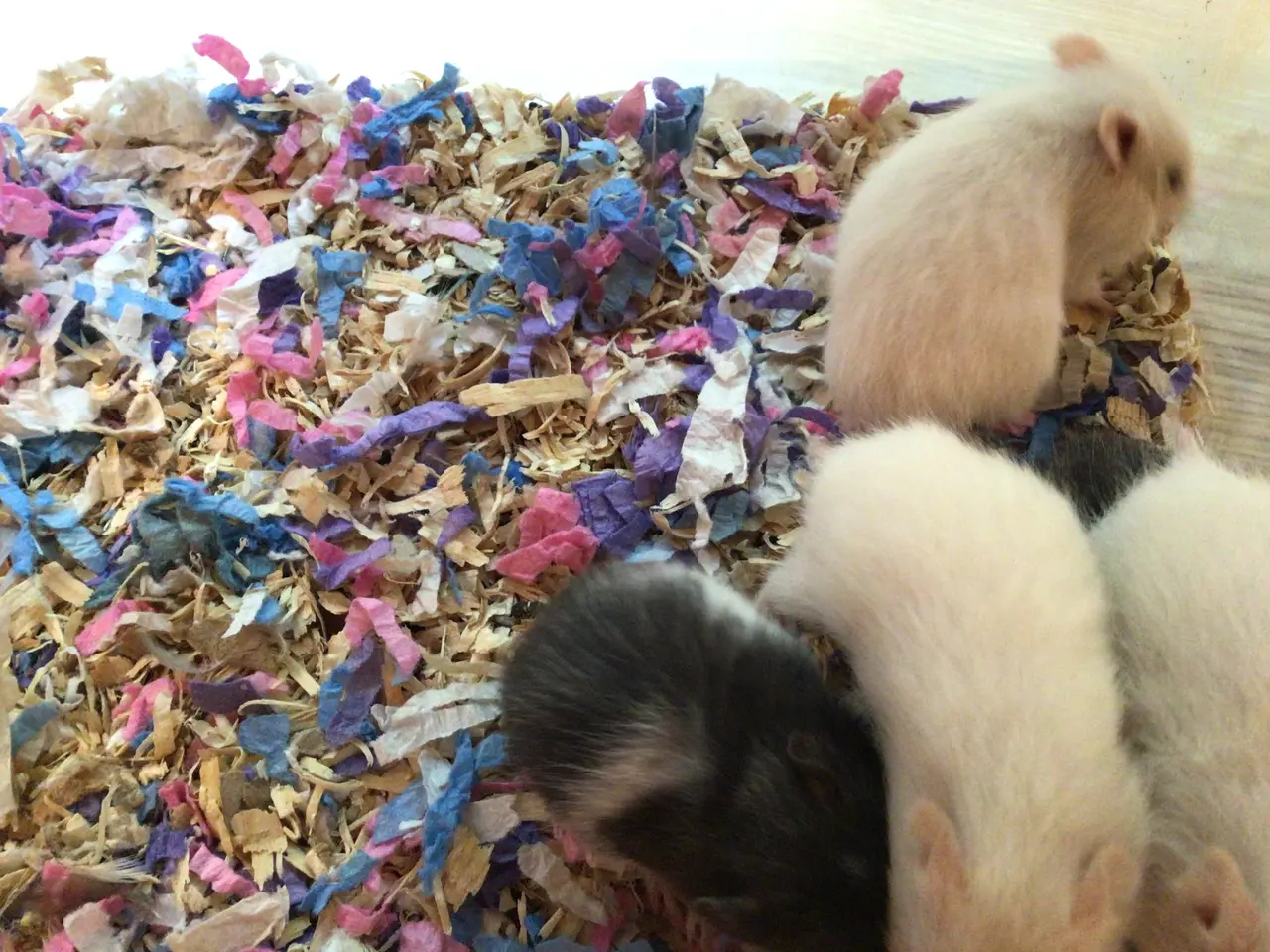 Billede 5 - Guldhamster unger