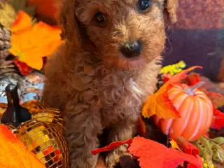 🐾maltipoo miniature August 🐾 - 2