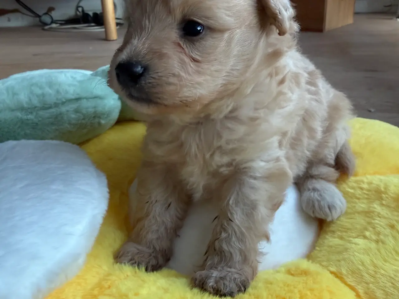 Billede 5 - Pomapoo hvalp ❤️