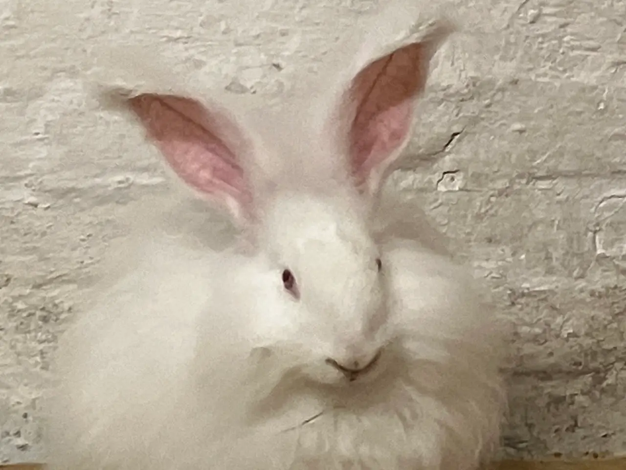 Billede 3 - Angora hanner søger ny madmor
