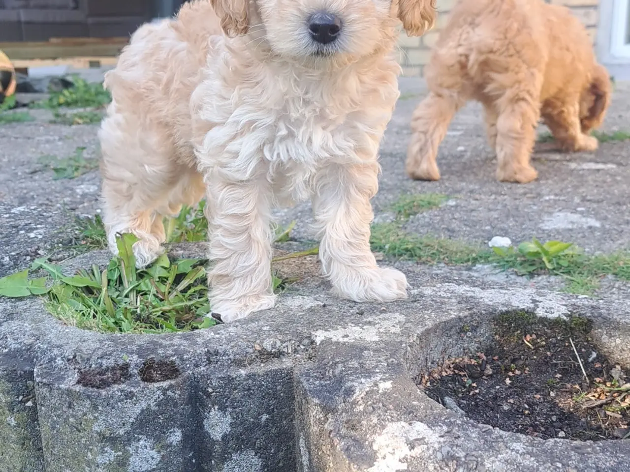 Billede 3 - Maltipoo hvalp puddel - maltipoo