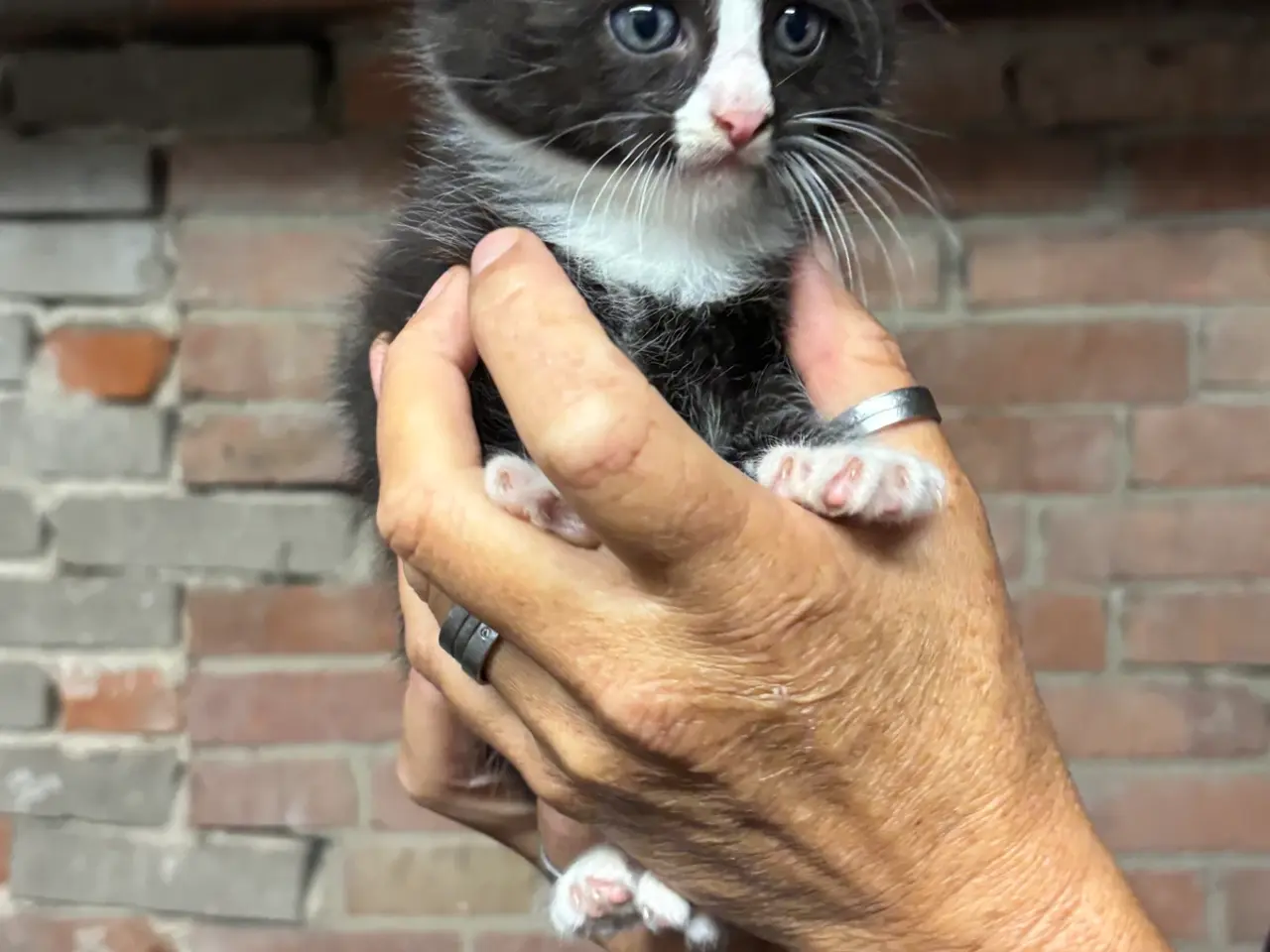 Billede 6 - 1/2 Maine Coon killinger