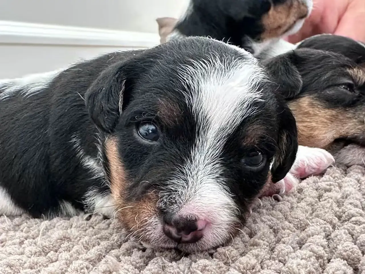 Billede 3 - Jack Russell Hvalpe sælges