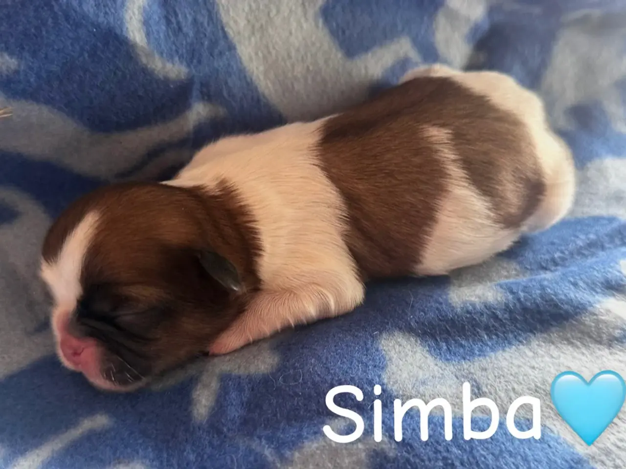 Billede 5 - Lækkerste Shih tzu hvalpe