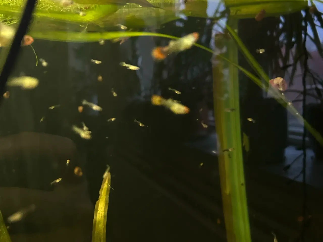 Billede 6 - ❤️🐟 Rednose Dumbo Guppy – Smuk Kontrast (unger)