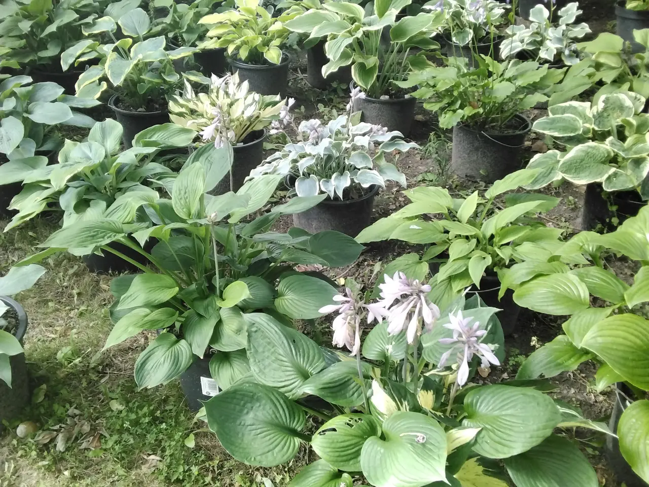 Billede 3 - Store Hosta planter I store 12L potter
