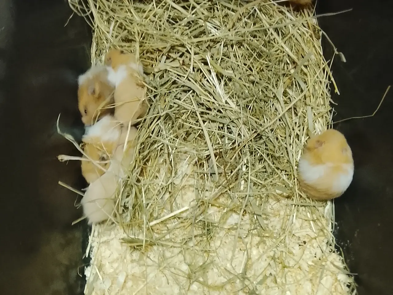 Billede 4 - guldhamster unger ger 6 uger