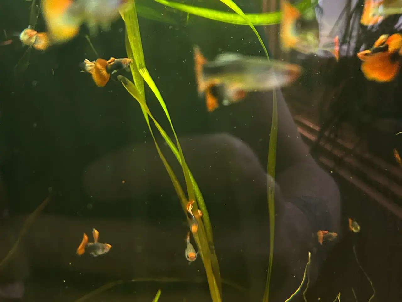 Billede 11 - 🔥❤️ Rednose Dumbo Guppy – Premium Voksne | Viby J
