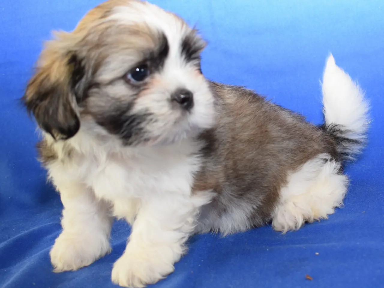 Billede 7 - Lhasa Apso hvalpe