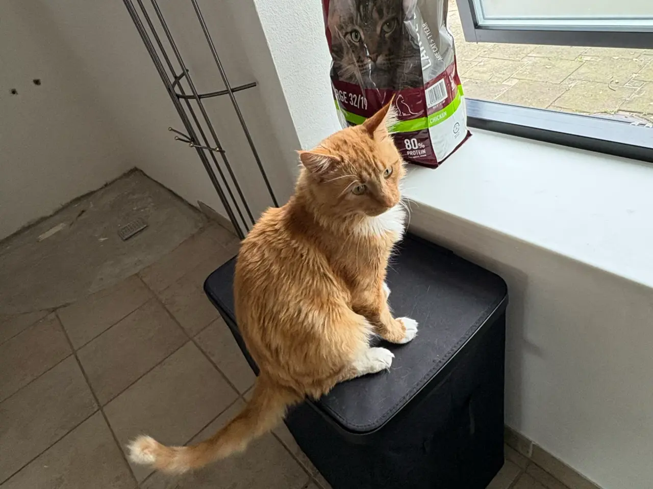 Billede 7 - Main coon blanding RESEVERET