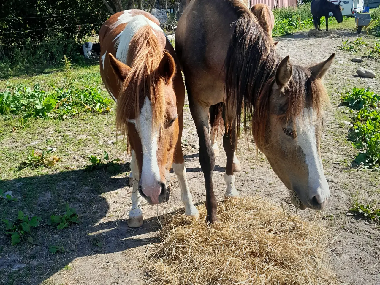 Billede 3 - Kat. 3 pony til både dressur, spring og kørelse