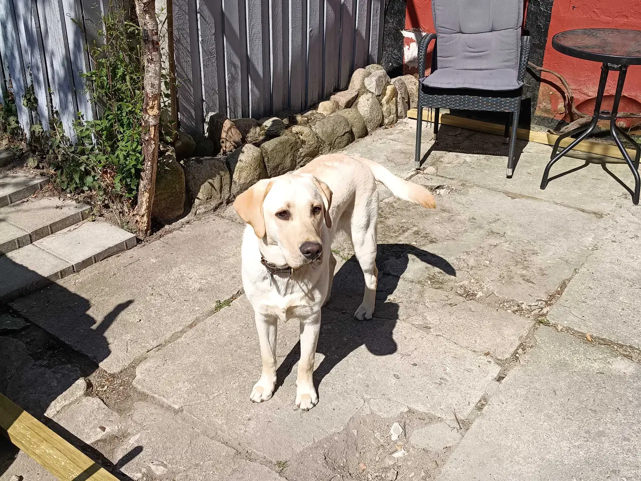 Billede 3 - Labrador Retriever han 10 måneder.
