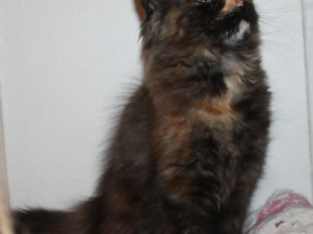 Billede 3 - 🍂 Hun ligner en varm efterårsdag 🌸 Maine Coon 🌸