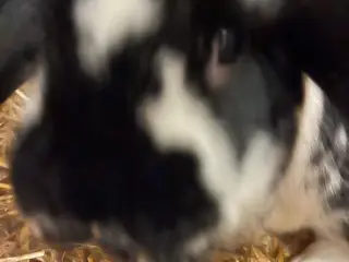 Kaninunger søger nyt hjem