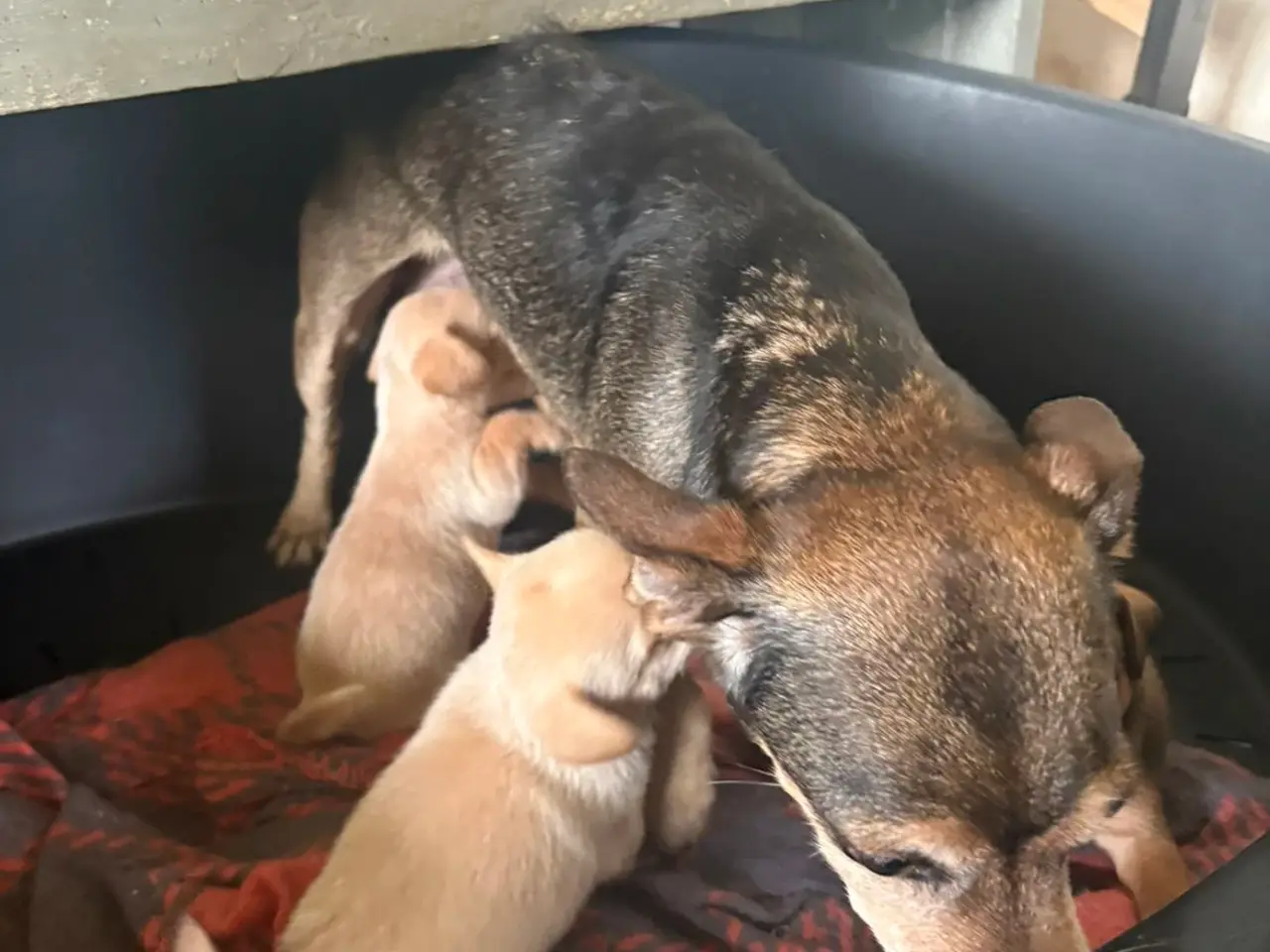 Billede 6 - Dværg pincher/dansk svensk gårdhund blanding.