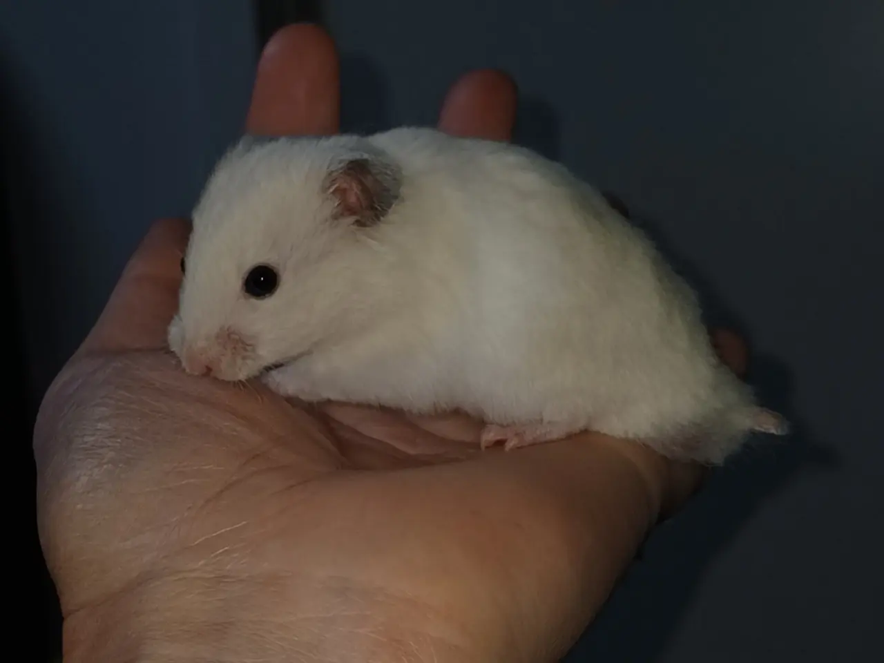 Billede 18 - Guldhamster unger (korthårede)