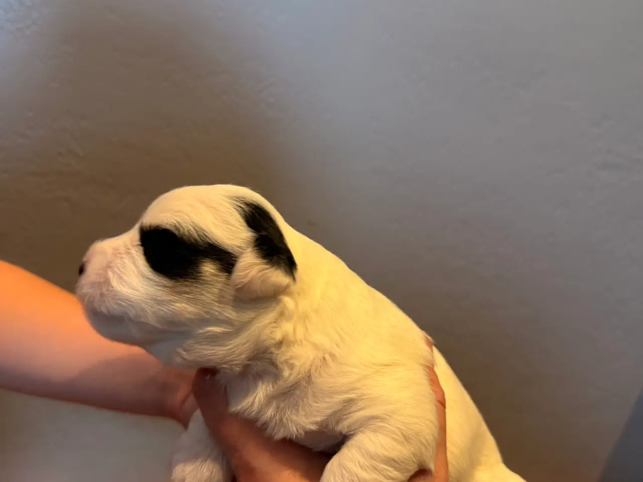 Billede 10 - Jacktese hvalpe ( Jack Russel terrier + Maltiser )