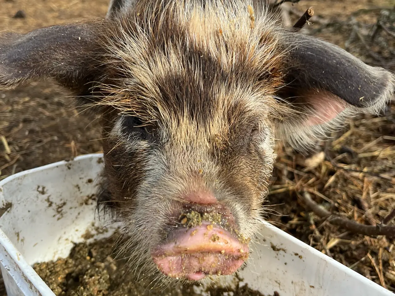 Billede 7 - Kælne kunekune smågrise sælges. 