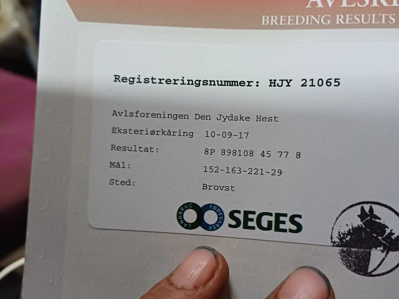 Billede 9 - 2årig Jyskhest hingst sælges