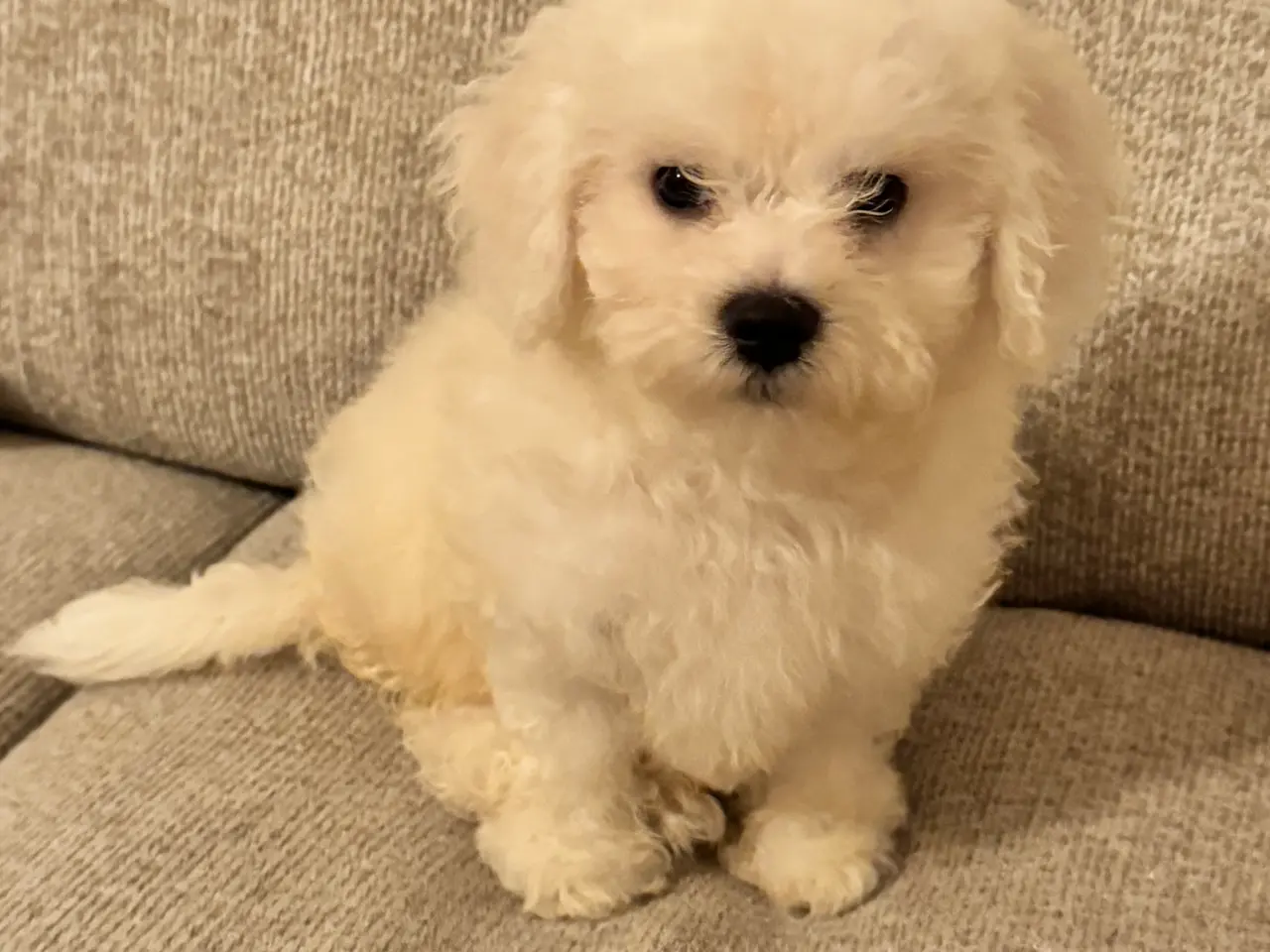 Billede 1 - Bichon Frisé han hvalp søger nyt, kærligt hjem 🐾