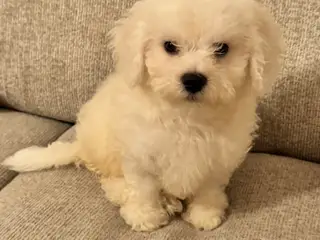 Bichon Frisé han hvalp søger nyt, kærligt hjem 🐾