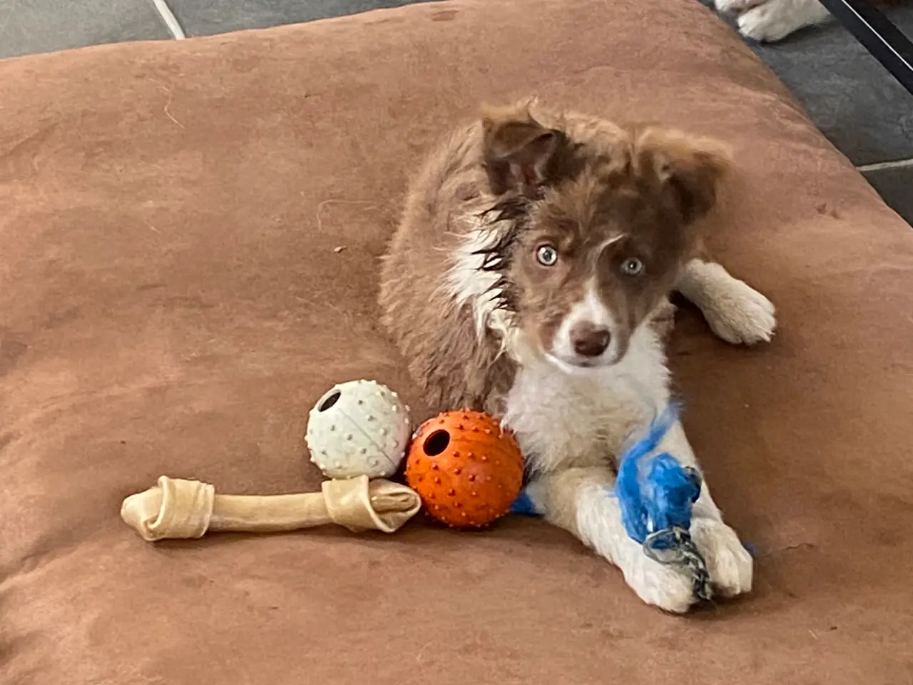 Billede 16 - Border Collie Så er vi Klar