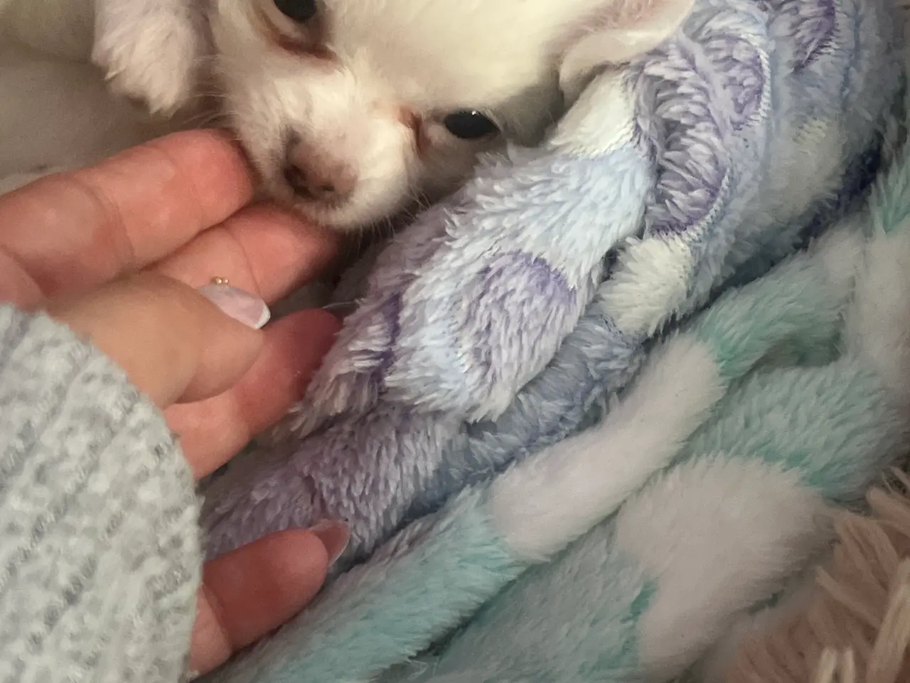 Billede 4 - Chihuahua hvalp.