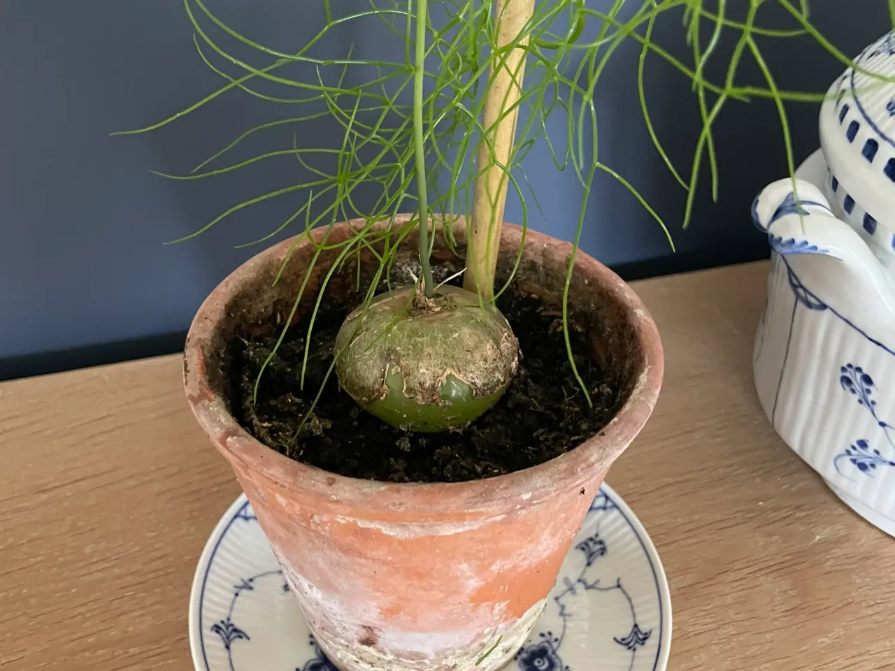 Billede 2 - Boweia volublis, hvidkål med aspagus