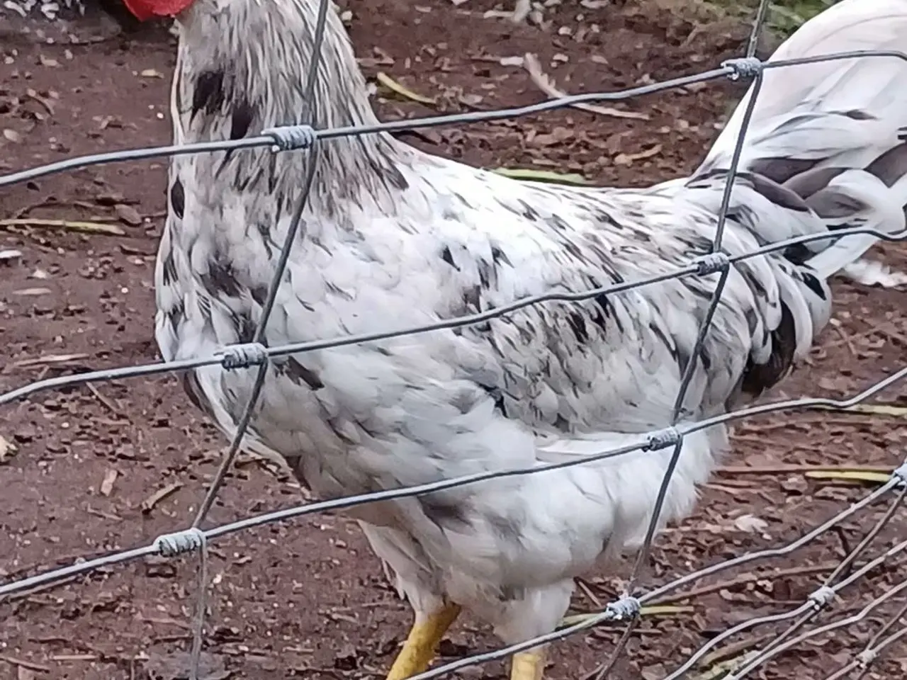 Billede 1 - 3 Flotte fyre søger ny hønsegårde🐓🌞🐓🌞