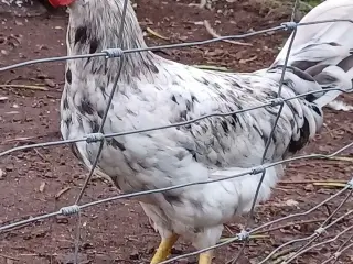 3 Flotte fyre søger ny hønsegårde🐓🌞🐓🌞