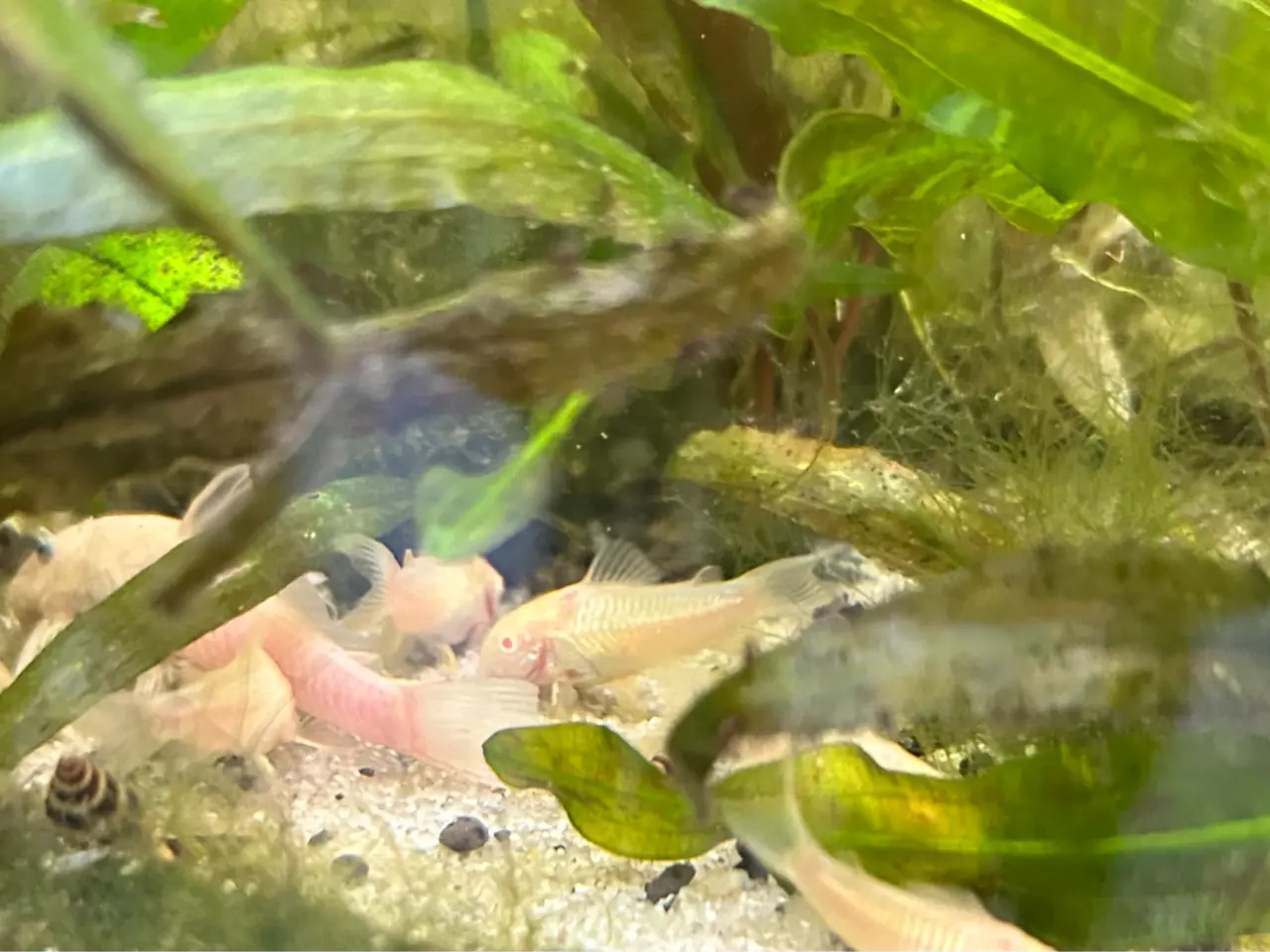 Billede 3 - 🐟⚪️ Albino pansermaller – 3-4 cm Premium | Viby J