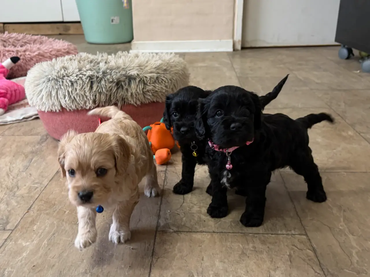 Billede 1 - De smukkeste F1 Cavapoo babyer
