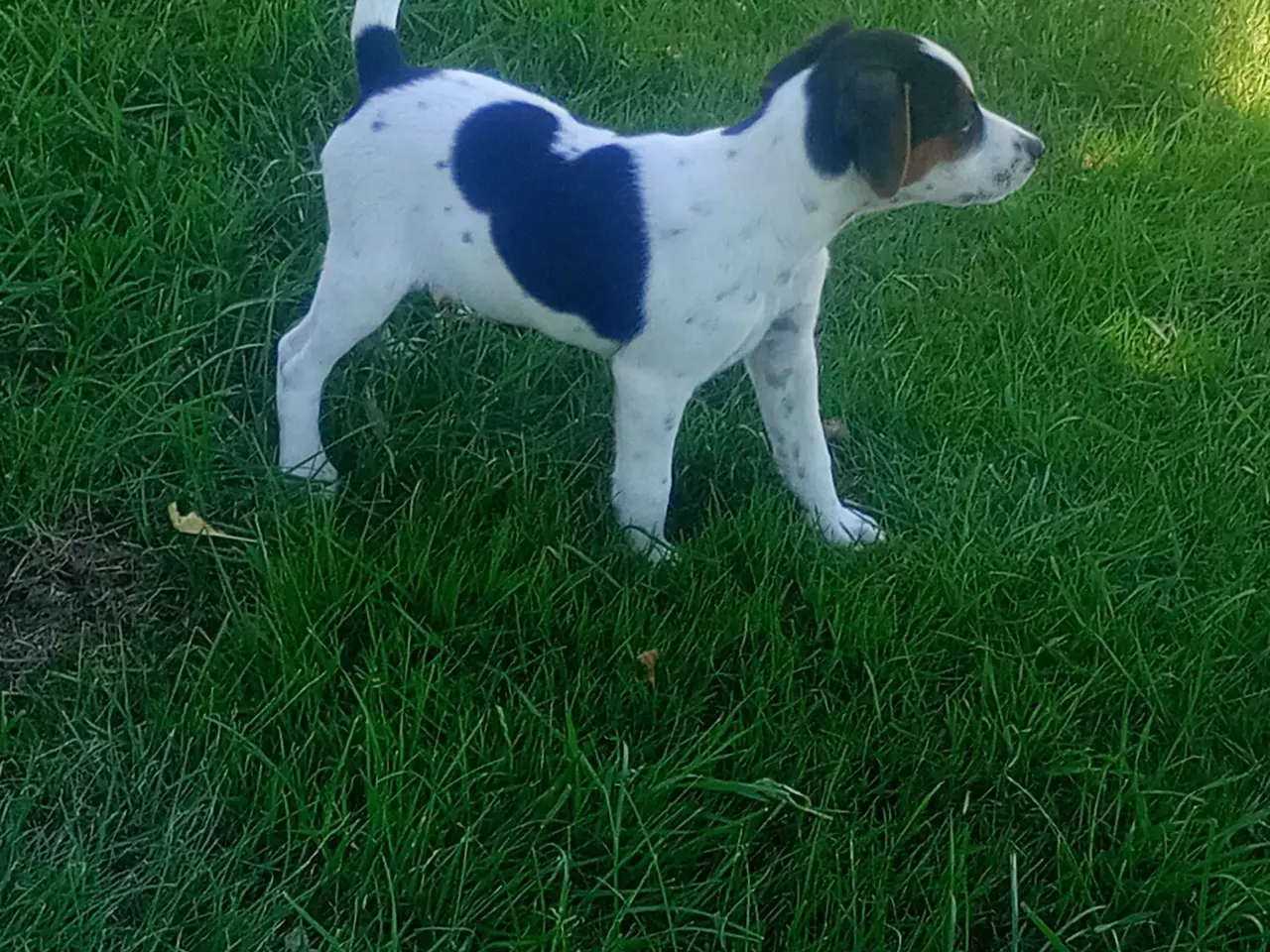 Billede 1 - Dansksvensk gårdhunde hvalpe