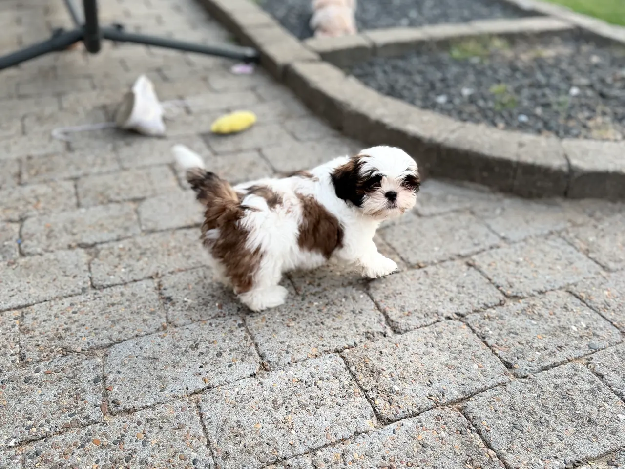 Billede 8 - Boomer hvalpe søger nye madskåle d 3 juli❤️
