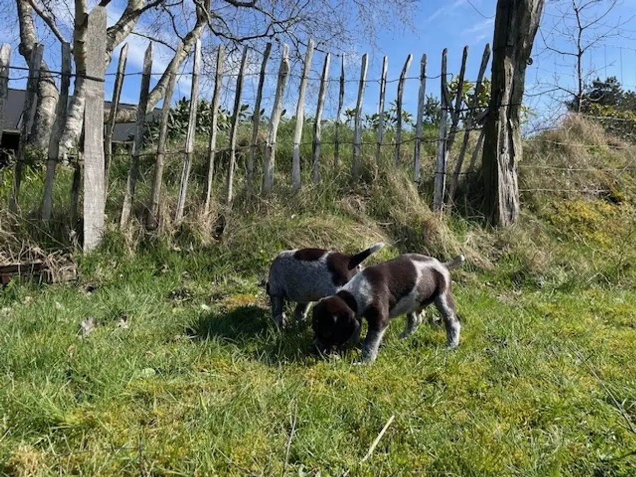Billede 2 - Ruhåret hønsehunde hvalpe