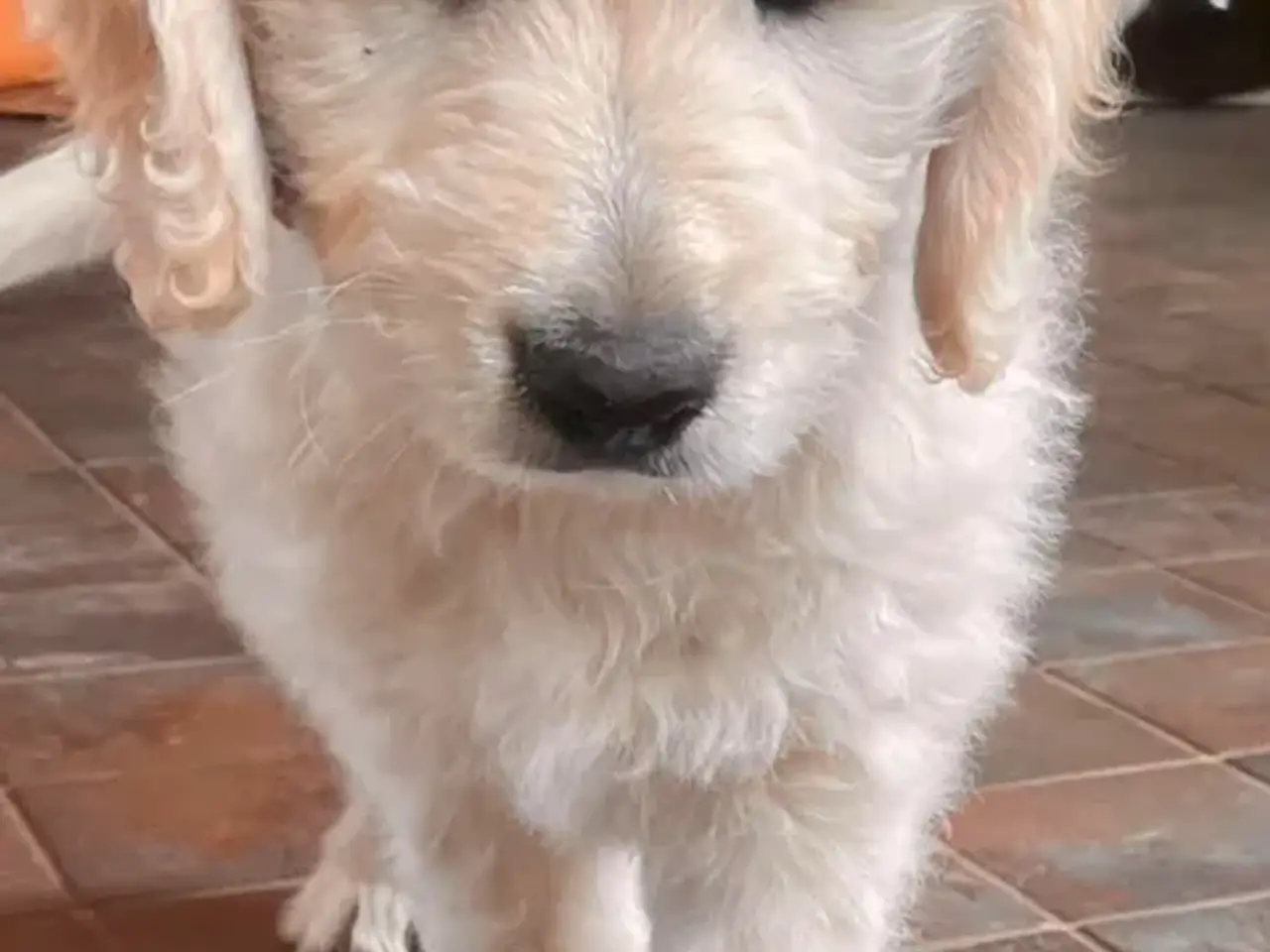 Billede 2 - Golden DOODLE - 3 drenge-hvalpe