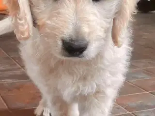 Golden DOODLE - 3 drenge-hvalpe - 2