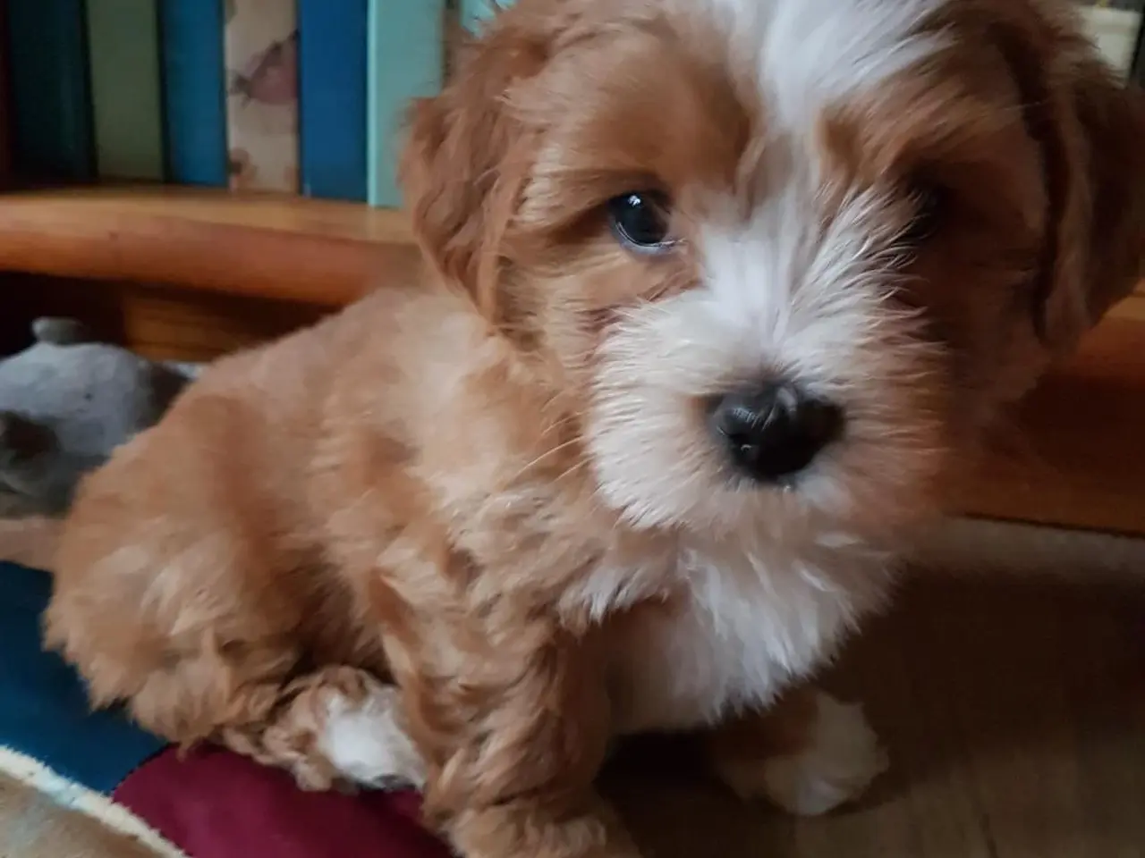 Billede 5 - Bichon Havanaise Han